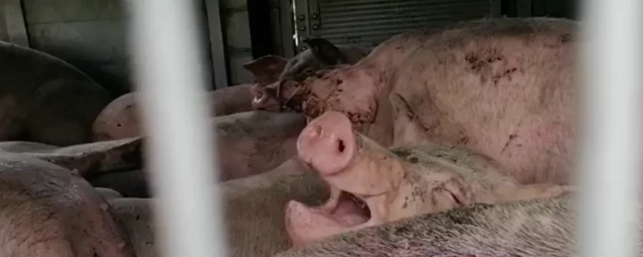 Pig being transported to slaughter